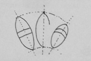 中間幀的畫(huà)法