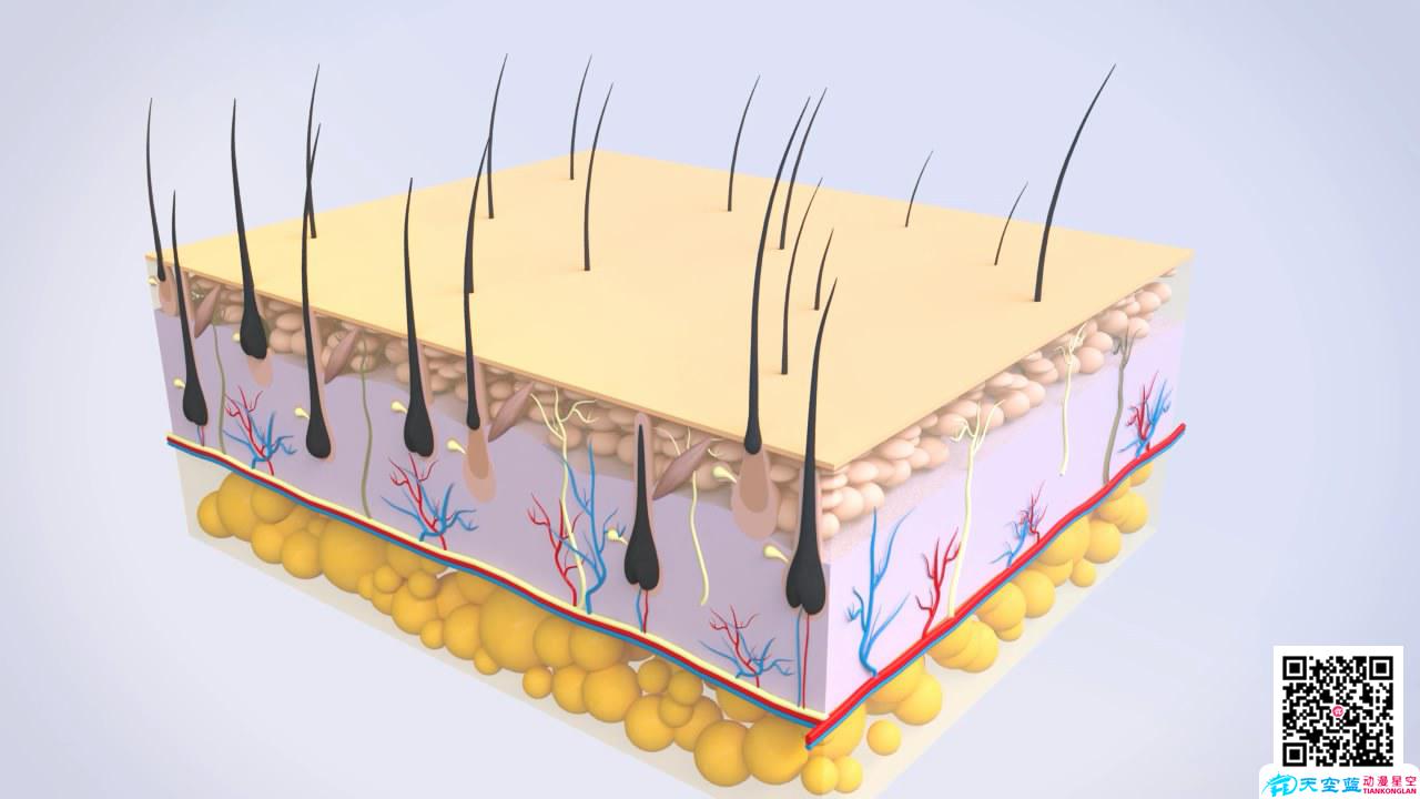 醫(yī)學動畫制作毛囊