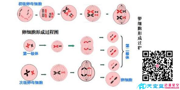 為什么胚胎染色體異常？.jpg