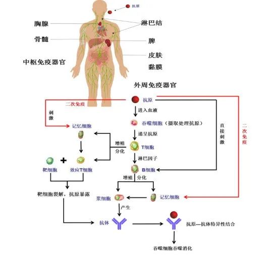 黃鶴樓動漫