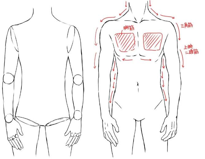 畫軀干和手臂.jpg