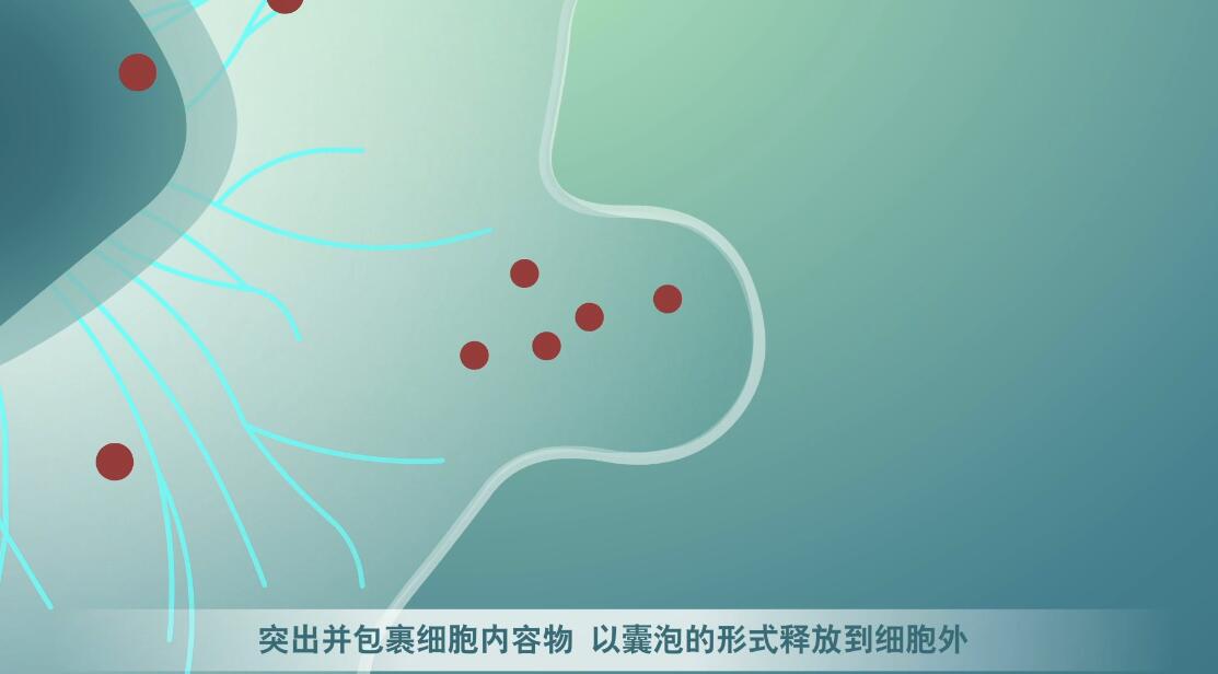 Flash動(dòng)畫制作《細(xì)胞囊泡生物治療》醫(yī)學(xué)動(dòng)漫宣傳片囊細(xì)胞分裂.jpg