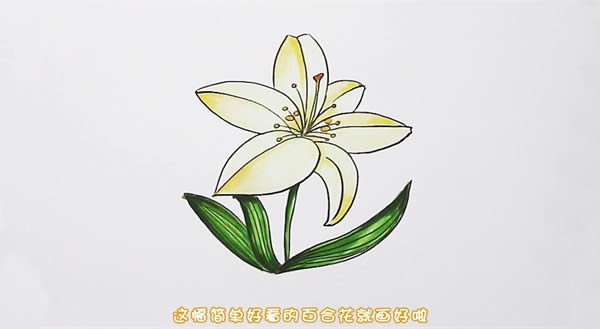 百合花簡(jiǎn)筆畫