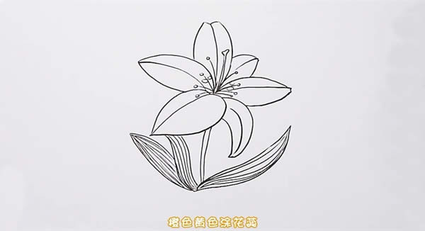 百合花簡(jiǎn)筆畫步驟圖解教程