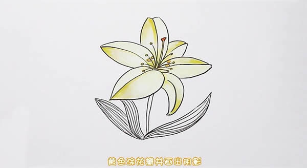 百合花簡(jiǎn)筆畫步驟圖解教程