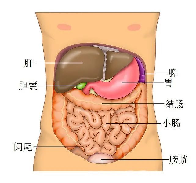 新冠病毒疫情中的救命神器“人工肝”，是怎樣煉成的？