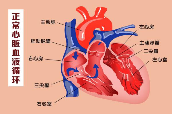 這幾扇“門”，決定了血液的流向