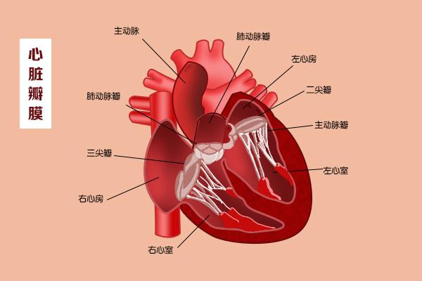 這幾扇“門”，決定了血液的流向