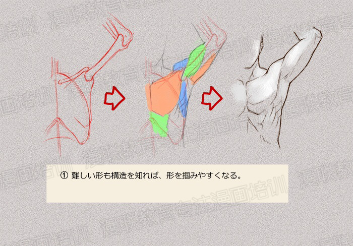 零基礎(chǔ)學(xué)繪畫教程！如何正確掌握繪畫人體結(jié)構(gòu)？