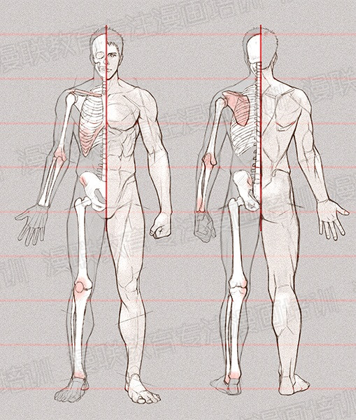 零基礎(chǔ)學(xué)繪畫教程！如何正確掌握繪畫人體結(jié)構(gòu)？