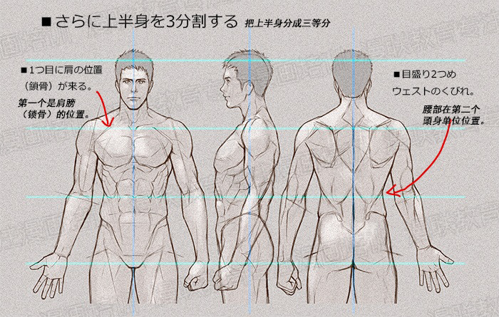 零基礎(chǔ)學(xué)繪畫教程！如何正確掌握繪畫人體結(jié)構(gòu)？