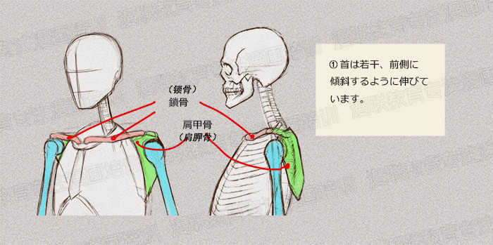 零基礎(chǔ)學(xué)繪畫教程！如何正確掌握繪畫人體結(jié)構(gòu)？