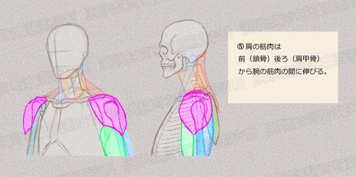 零基礎(chǔ)學(xué)繪畫教程！如何正確掌握繪畫人體結(jié)構(gòu)？