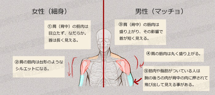 零基礎(chǔ)學(xué)繪畫教程！如何正確掌握繪畫人體結(jié)構(gòu)？