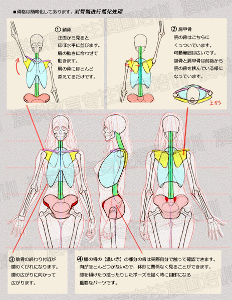 零基礎(chǔ)學(xué)繪畫教程！如何正確掌握繪畫人體結(jié)構(gòu)？