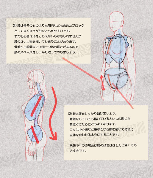 零基礎(chǔ)學(xué)繪畫教程！如何正確掌握繪畫人體結(jié)構(gòu)？