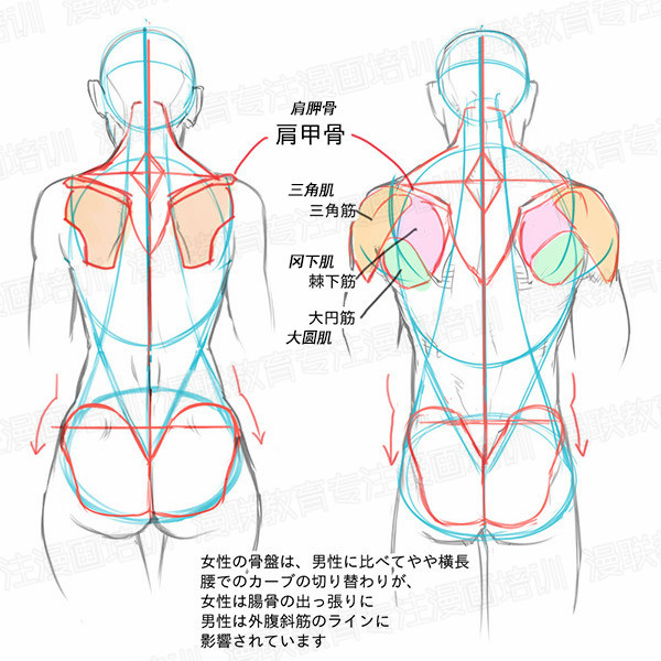 「教程」如何正確掌握人體結(jié)構(gòu) part 01 男女背部的區(qū)別畫法