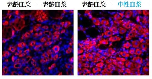 重返年輕不用大換血，只要給血液“兌點(diǎn)水”？