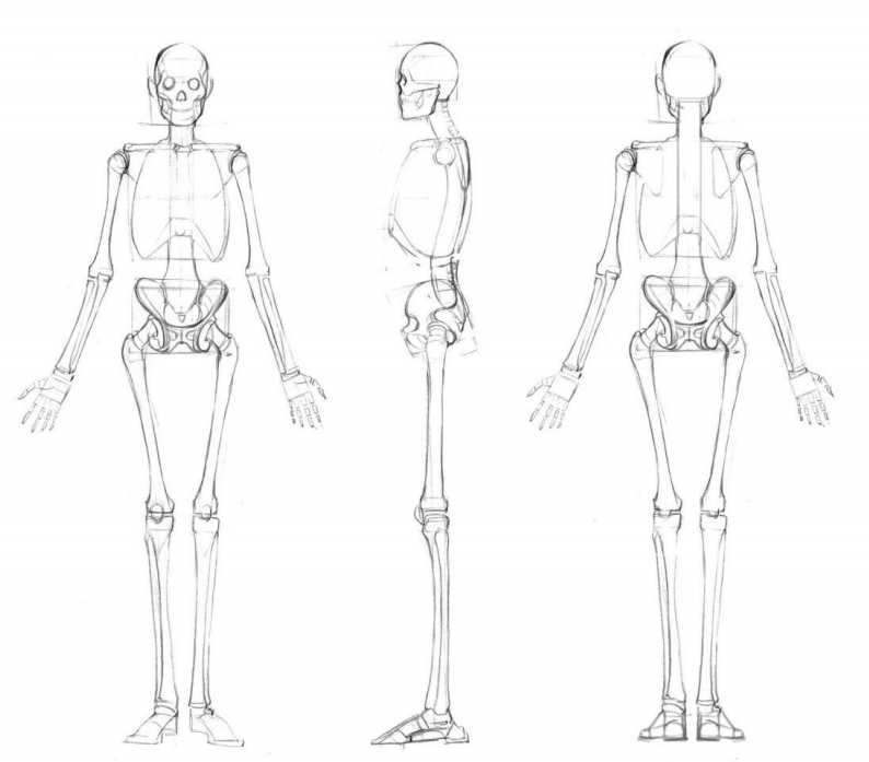 「動漫設(shè)計」人體繪畫基礎(chǔ) part 01 認(rèn)識骨骼（2）