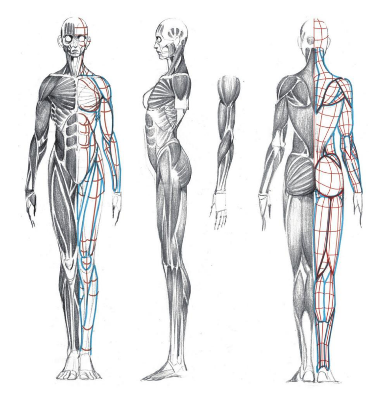 「動(dòng)漫設(shè)計(jì)」人體繪畫基礎(chǔ) part 02 認(rèn)識(shí)肌肉（1）