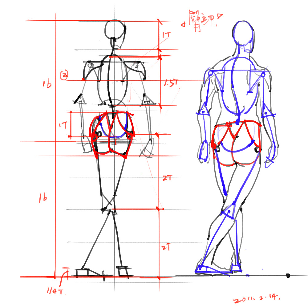 「動(dòng)漫設(shè)計(jì)」分享一波繪畫專用人體解剖素材 part 02