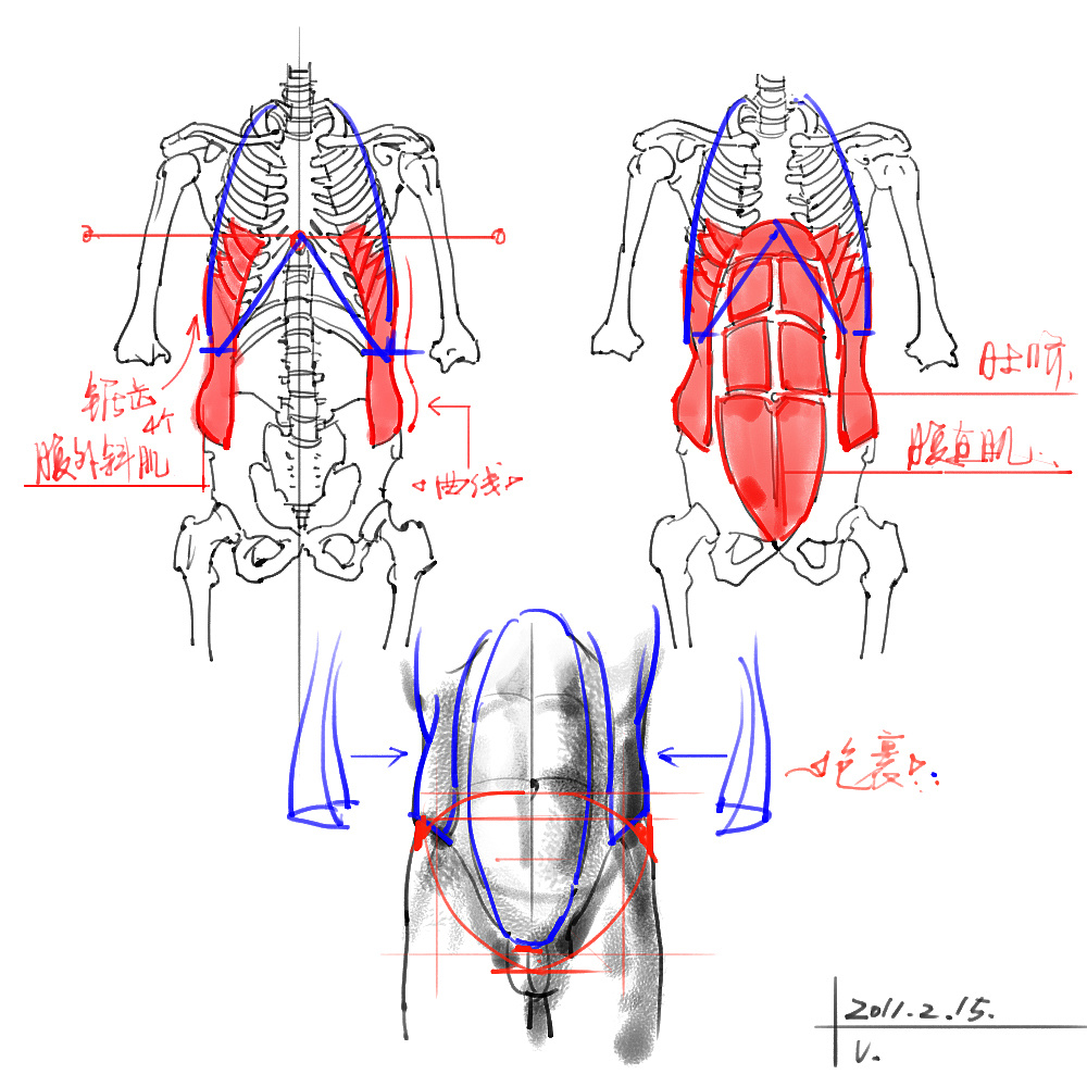 「動漫設(shè)計」分享一波繪畫專用人體解剖素材 part 03
