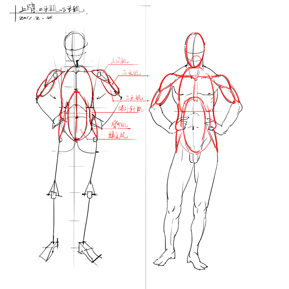 「動漫設(shè)計」分享一波繪畫專用人體解剖素材 part 03