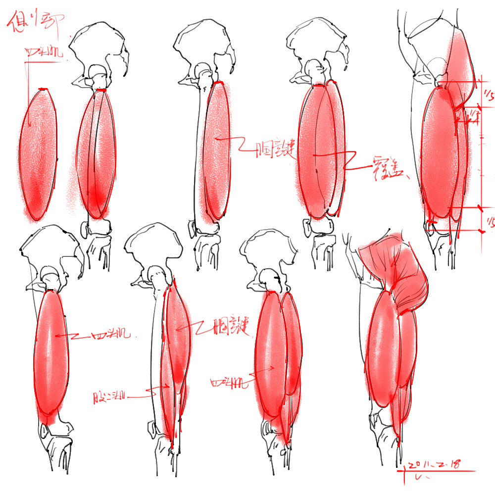 「動(dòng)漫設(shè)計(jì)」分享一波繪畫(huà)專(zhuān)用人體解剖素材 part 04