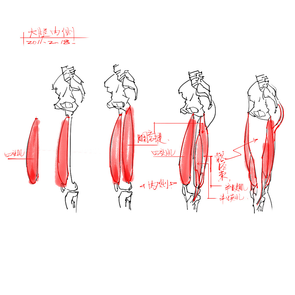 「動(dòng)漫設(shè)計(jì)」分享一波繪畫(huà)專(zhuān)用人體解剖素材 part 04