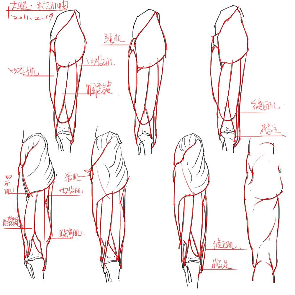 「動(dòng)漫設(shè)計(jì)」分享一波繪畫(huà)專(zhuān)用人體解剖素材 part 04