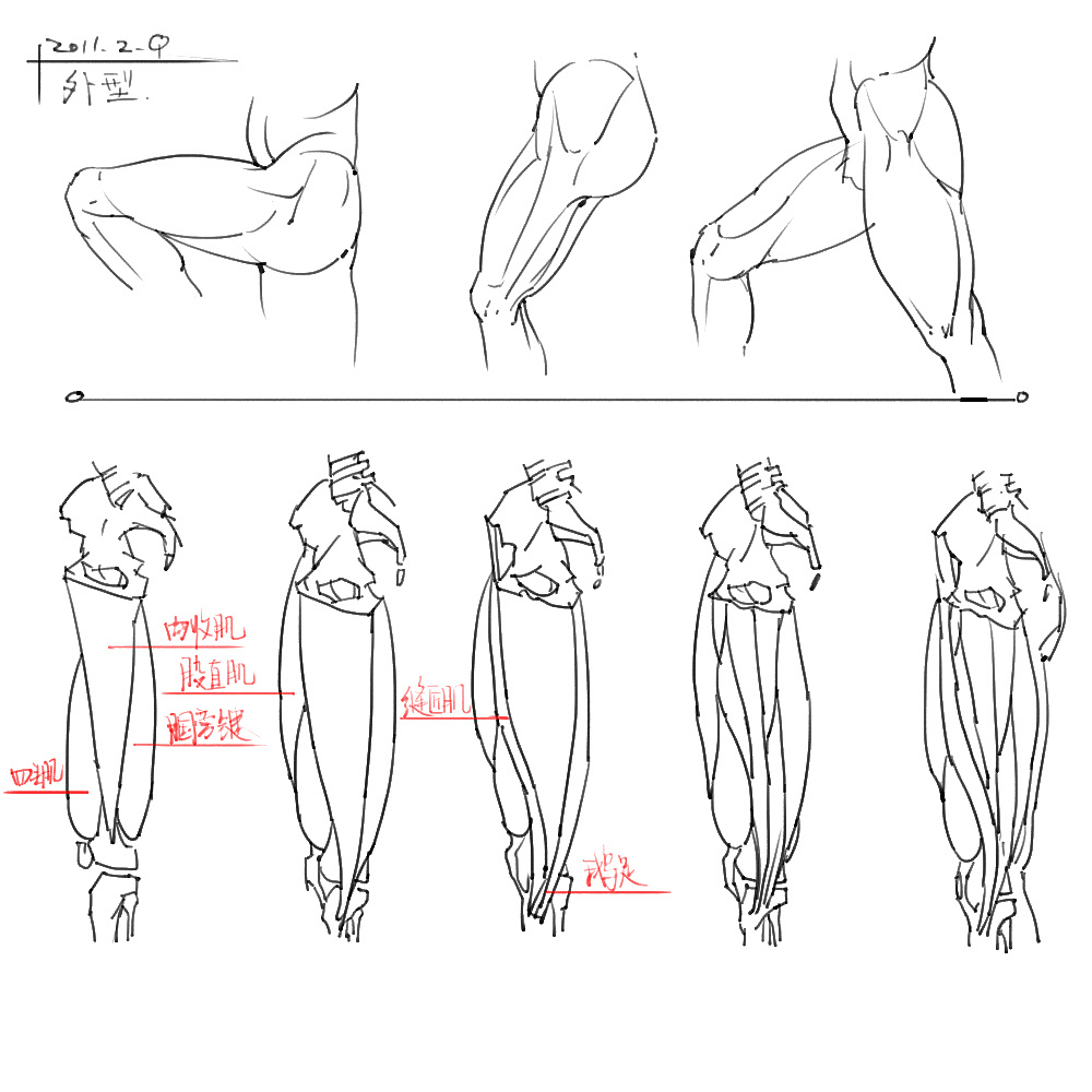「動(dòng)漫設(shè)計(jì)」分享一波繪畫(huà)專(zhuān)用人體解剖素材 part 04