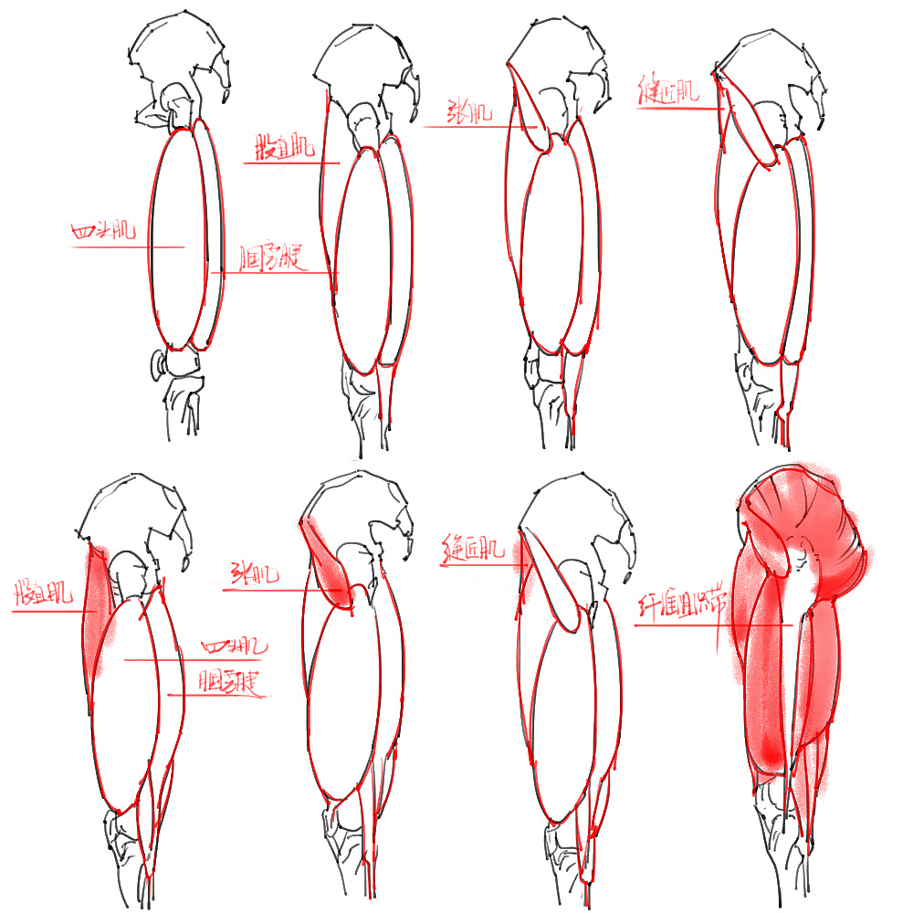 「動(dòng)漫設(shè)計(jì)」分享一波繪畫(huà)專(zhuān)用人體解剖素材 part 04