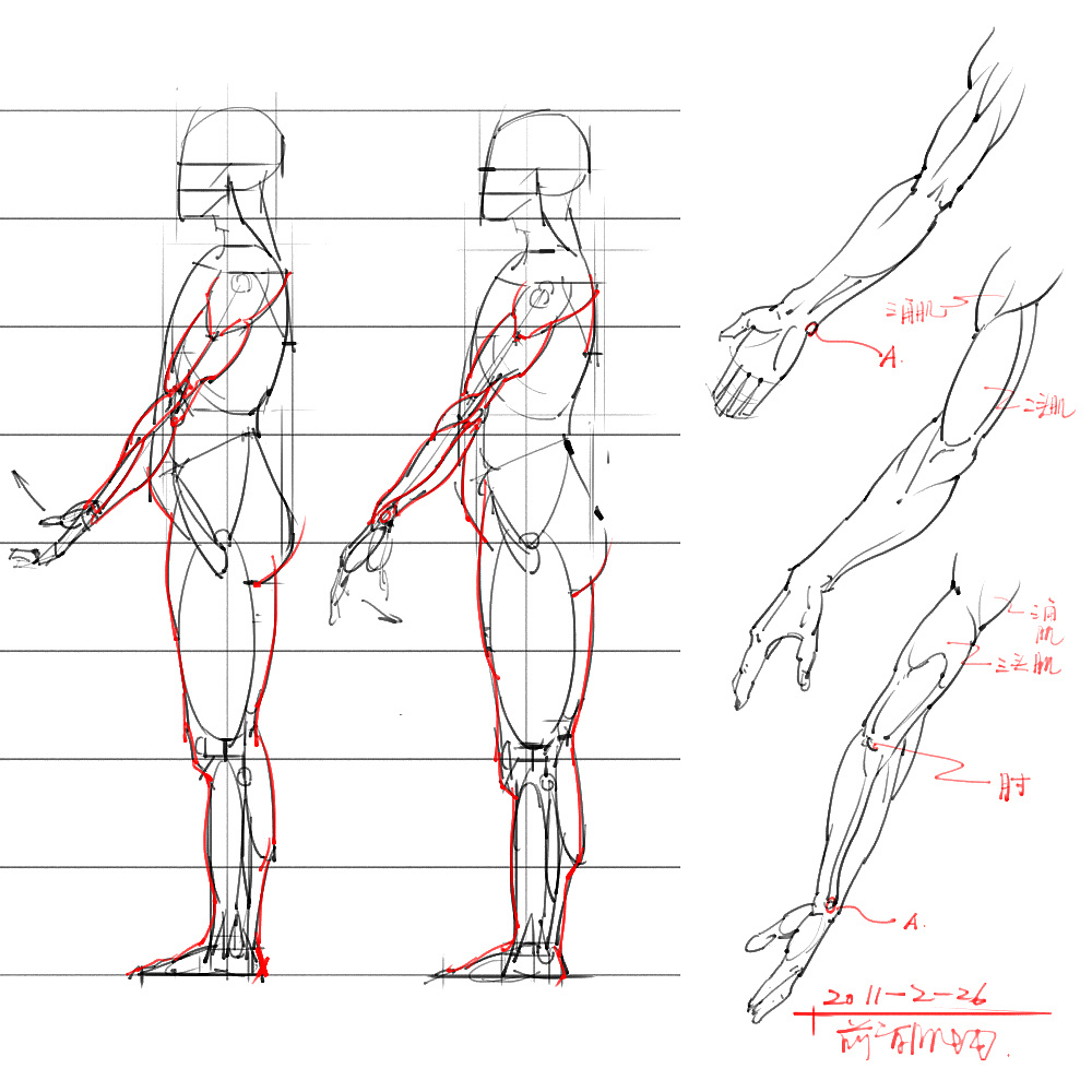 「動(dòng)漫設(shè)計(jì)」分享一波繪畫(huà)專(zhuān)用人體解剖素材 part 06