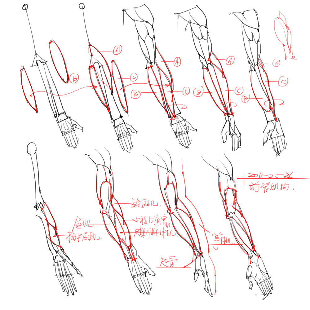 「動(dòng)漫設(shè)計(jì)」分享一波繪畫(huà)專(zhuān)用人體解剖素材 part 06
