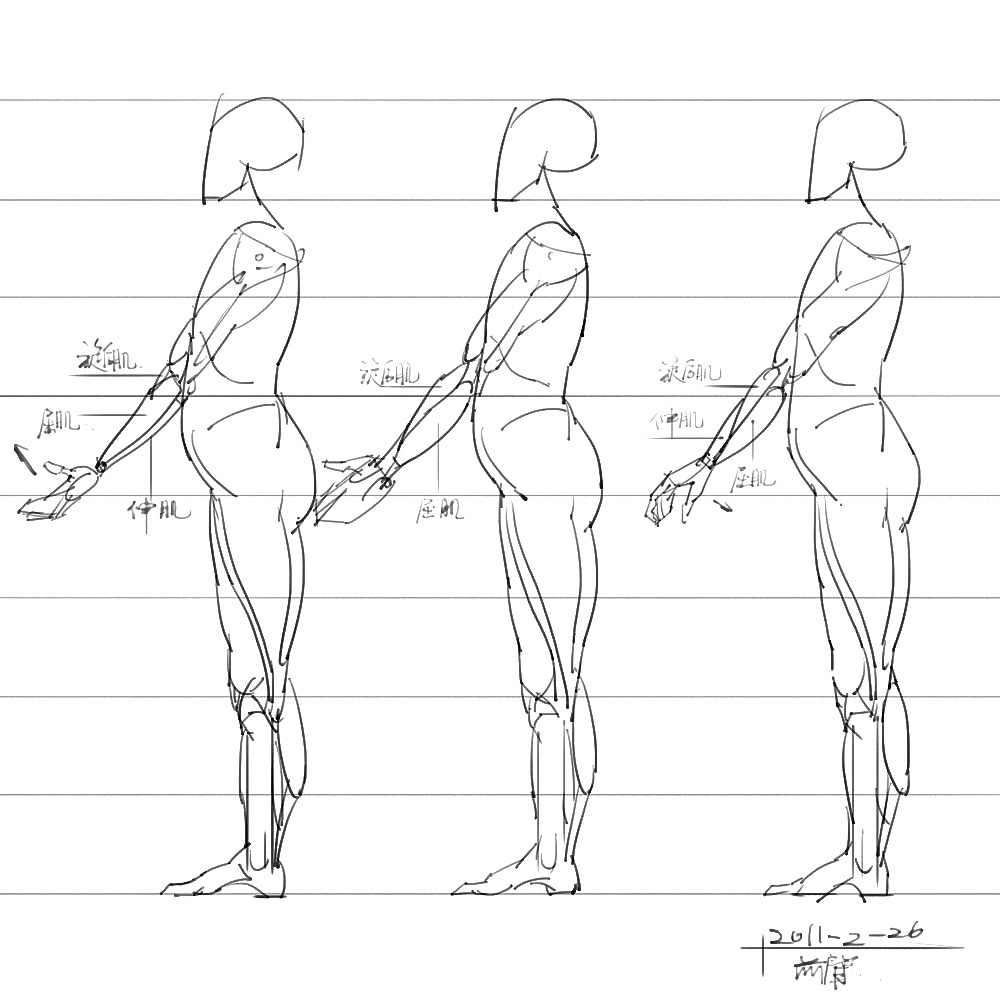「動(dòng)漫設(shè)計(jì)」分享一波繪畫(huà)專(zhuān)用人體解剖素材 part 06