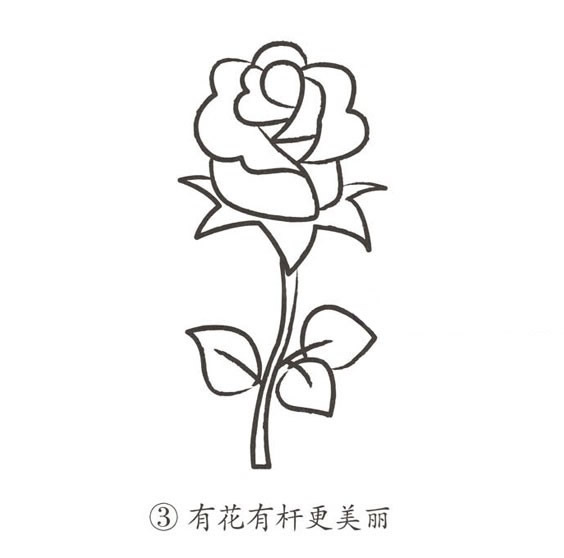 玫瑰花簡(jiǎn)筆畫圖片大全