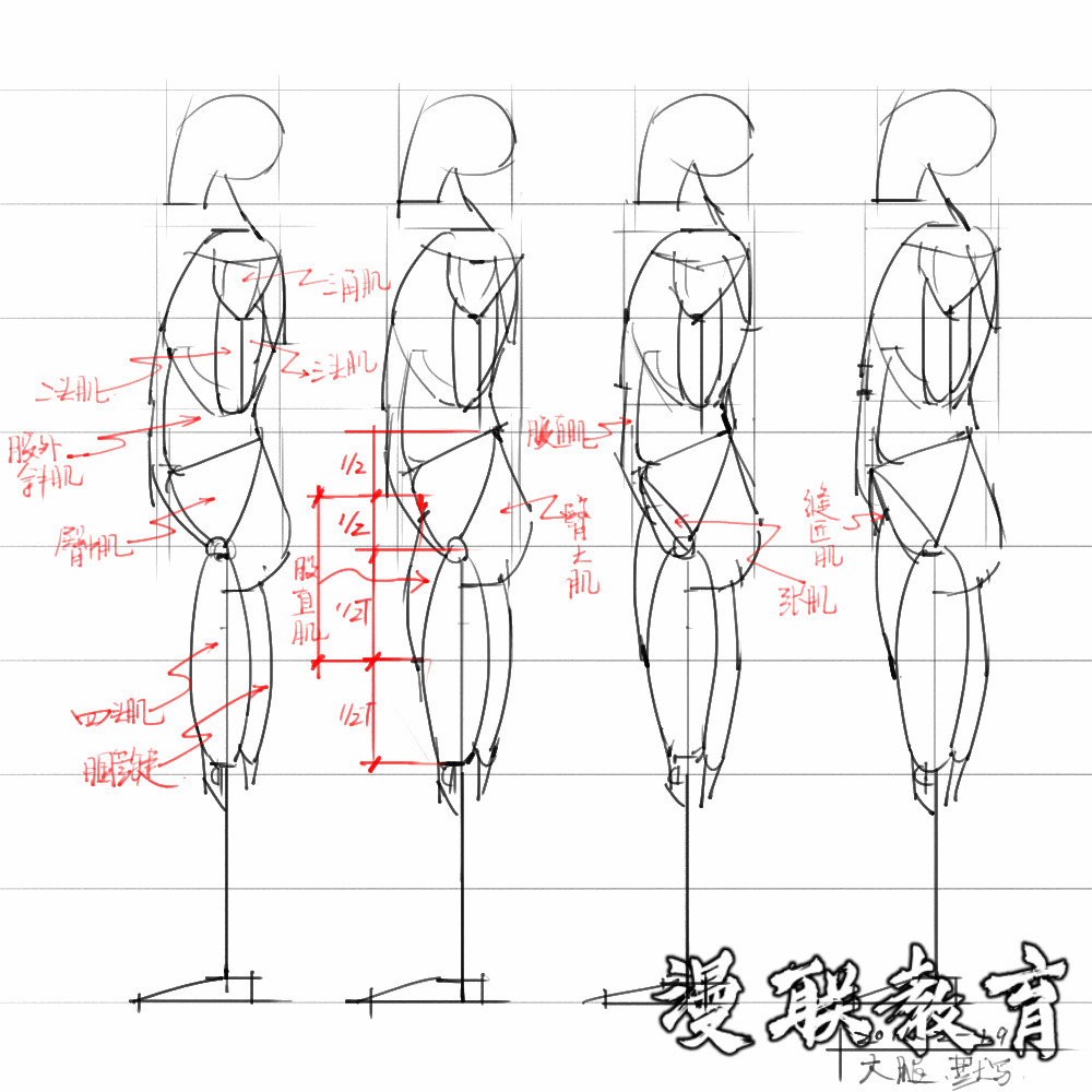 「動(dòng)漫設(shè)計(jì)素材」分享一波繪畫專用人體解剖素材 part 08