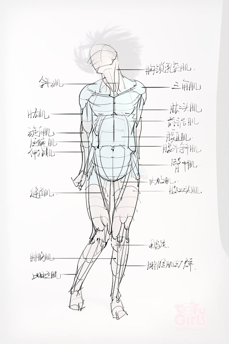 「動漫設(shè)計素材」分享一波繪畫專用人體解剖素材 part 09