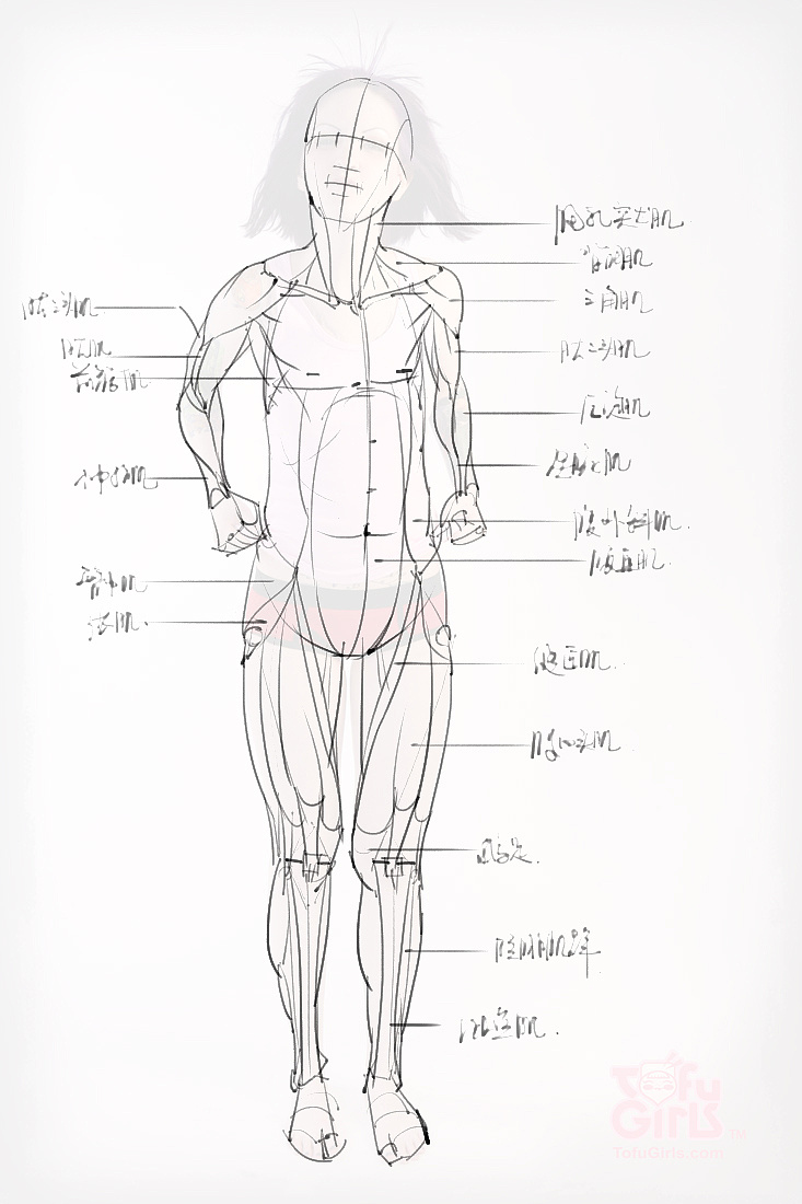 「動漫設(shè)計素材」分享一波繪畫專用人體解剖素材 part 09