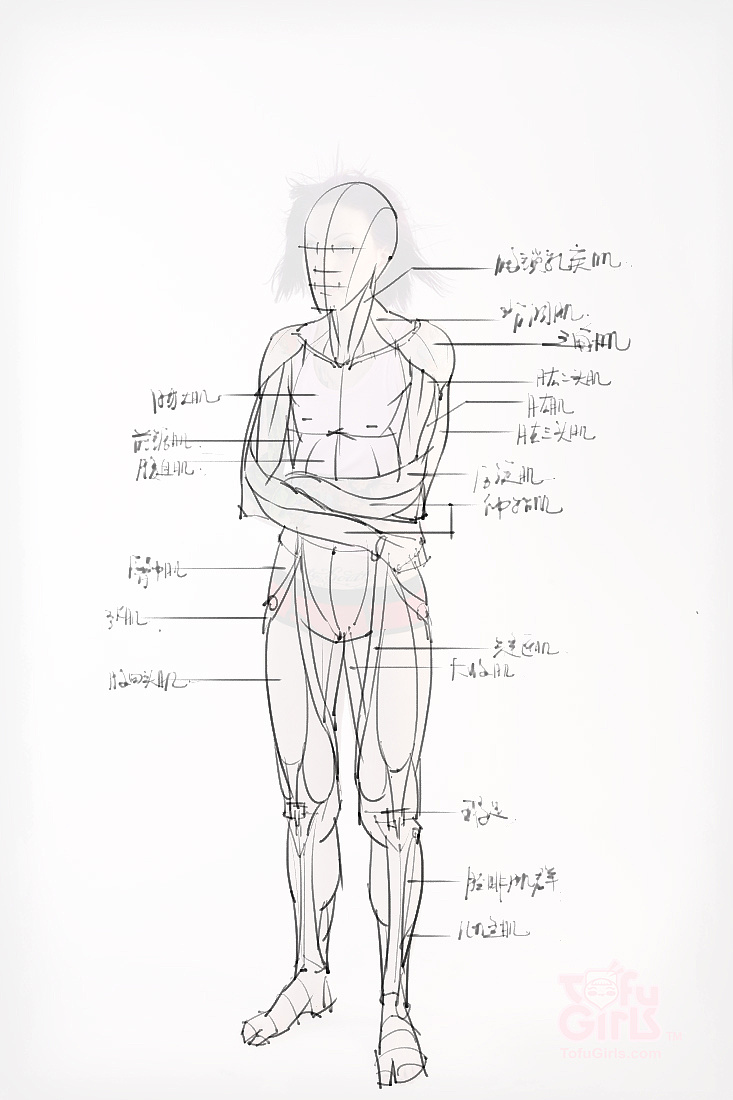 「動漫設(shè)計素材」分享一波繪畫專用人體解剖素材 part 09