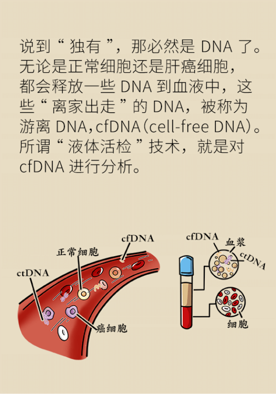 論發(fā)現(xiàn)早期肝癌的本事，cfDNA比AFP更精準(zhǔn)，比影像學(xué)更早一步