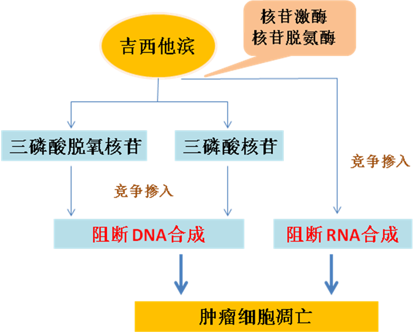 同樣的藥，為什么對(duì)他有效卻對(duì)你沒效果，可能得問腸道菌群