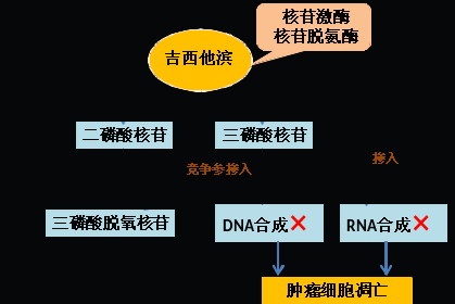 同樣的藥，為什么對(duì)他有效卻對(duì)你沒效果，可能得問腸道菌群