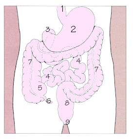 消化道示意圖，1.食道 2.胃 3.十二指腸 4.小腸 5.盲腸 6.闌尾 7.大腸 8.直腸 9.肛門