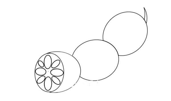 蓮藕圖片簡筆畫涂色 蓮藕簡筆畫步驟圖片大全