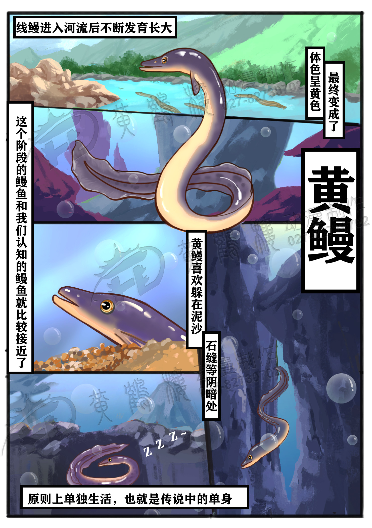 鰻線期(Elver).jpg